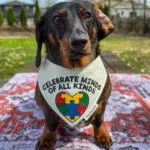 Dark chocolate and tan dachshund wearing a Corny Dog Cloth autism awareness bandana outdoors. Windy City Tailz outfit photo.