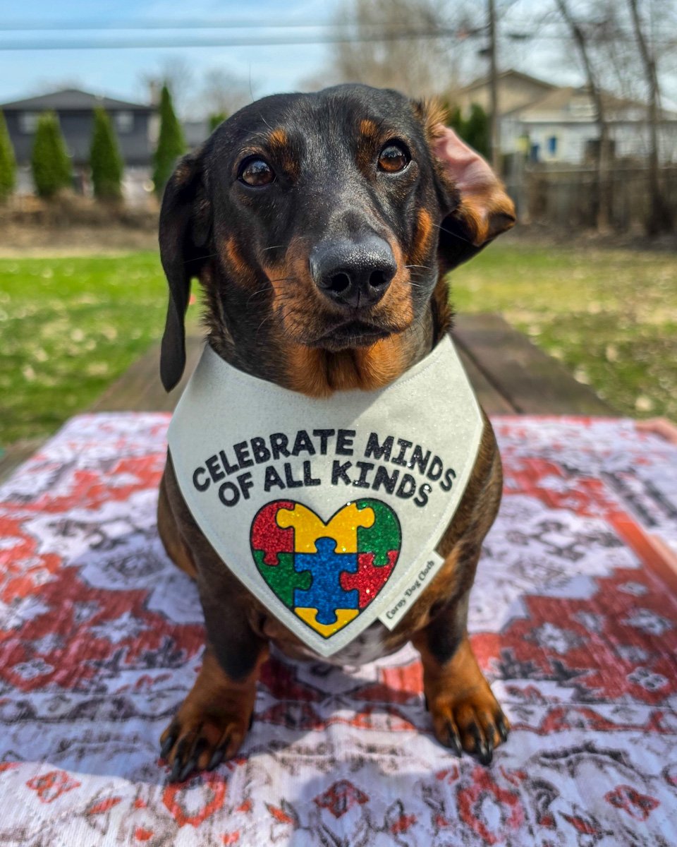 Dark chocolate and tan dachshund wearing a Corny Dog Cloth autism awareness bandana outdoors. Windy City Tailz outfit photo.