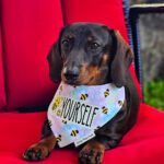 Dark chocolate and tan dachshund wearing a Corny Dog Cloth bee bandana on a red chair. Windy City Tailz outfit photo.