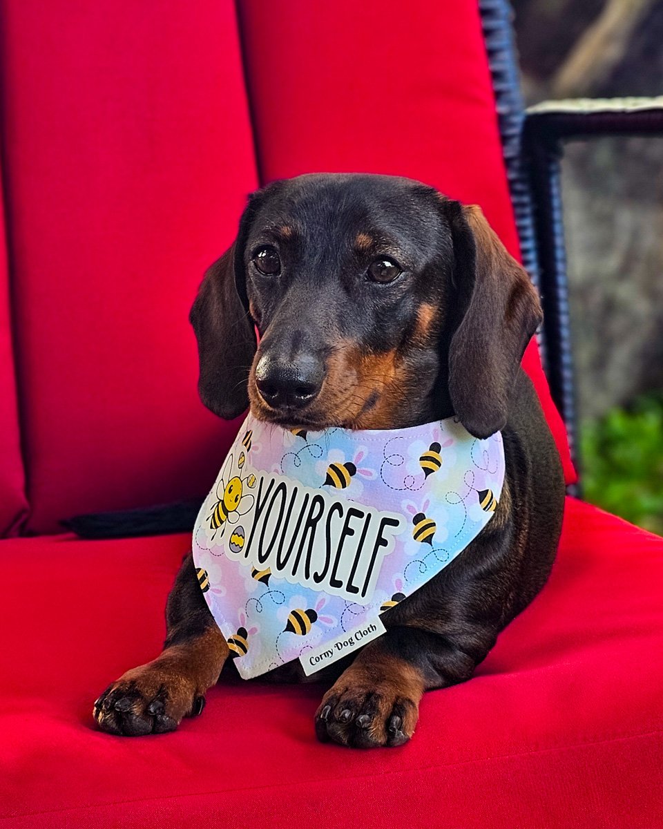Dark chocolate and tan dachshund wearing a Corny Dog Cloth bee bandana on a red chair. Windy City Tailz outfit photo.