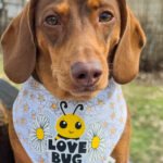 Red dachshund wearing a Corny Dog Cloth Love Bug daisy bandana outdoors. Windy City Tailz outfit photo.