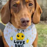 Red dachshund wearing a Corny Dog Cloth Love Bug daisy bandana outdoors. Windy City Tailz outfit photo.