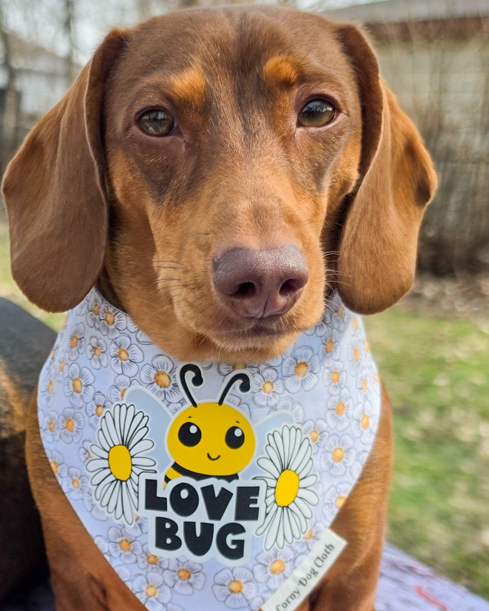 Red dachshund wearing a Corny Dog Cloth Love Bug daisy bandana outdoors. Windy City Tailz outfit photo.