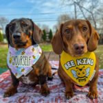 Dark chocolate and tan dachshund and red dachshund wearing Corny Dog Cloth bee bandanas outdoors. Windy City Tailz outfit photo.