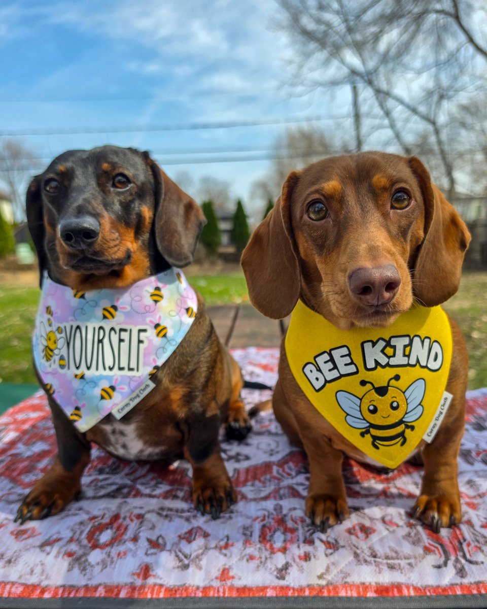 Dark chocolate and tan dachshund and red dachshund wearing Corny Dog Cloth bee bandanas outdoors. Windy City Tailz outfit photo.