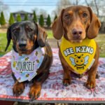 Dark chocolate and tan dachshund and red dachshund wearing Corny Dog Cloth bee bandanas outdoors. Windy City Tailz outfit photo.