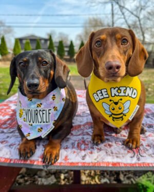 Dark chocolate and tan dachshund and red dachshund wearing Corny Dog Cloth bee bandanas outdoors. Windy City Tailz outfit photo.