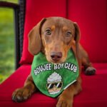 Red dachshund wearing a Corny Dog Cloth Boujee Boy Club green bandana on a red chair. Windy City Tailz outfit photo.