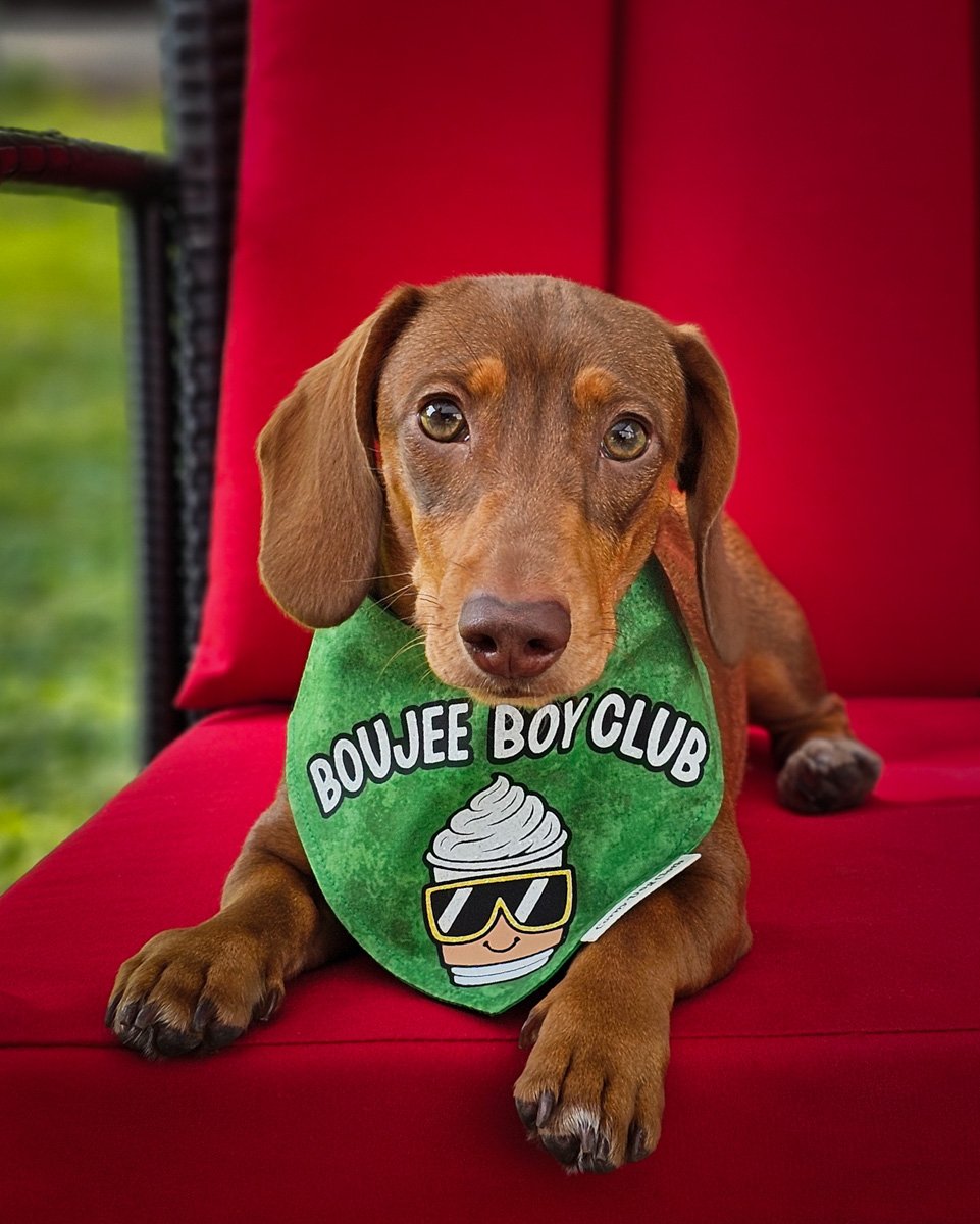 Red dachshund wearing a Corny Dog Cloth Boujee Boy Club green bandana on a red chair. Windy City Tailz outfit photo.