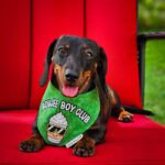 Dark chocolate and tan dachshund wearing a Corny Dog Cloth Boujee Boy Club green bandana on a red chair. Windy City Tailz outfit photo.