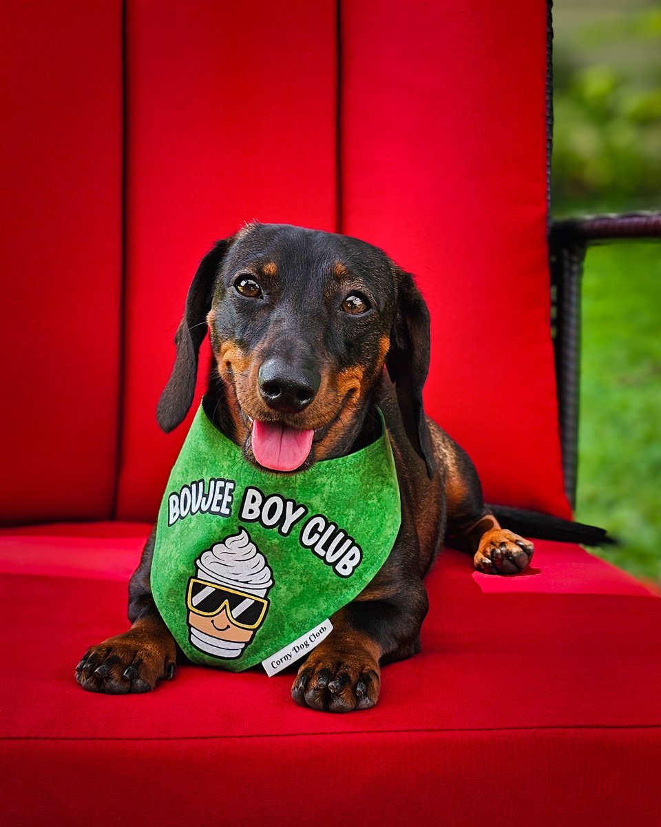 Dark chocolate and tan dachshund wearing a Corny Dog Cloth Boujee Boy Club green bandana on a red chair. Windy City Tailz outfit photo.