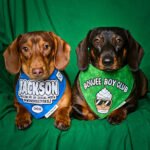Red dachshund and dark chocolate dachshund wearing Corny Dog Cloth bandanas on a green backdrop. Windy City Tailz outfit photo.