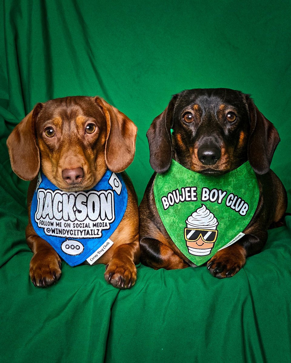 Red dachshund and dark chocolate dachshund wearing Corny Dog Cloth bandanas on a green backdrop. Windy City Tailz outfit photo.