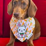 Red dachshund wearing a Corny Dog Cloth Easter bunny and carrot bandana on a red chair. Windy City Tailz outfit photo.