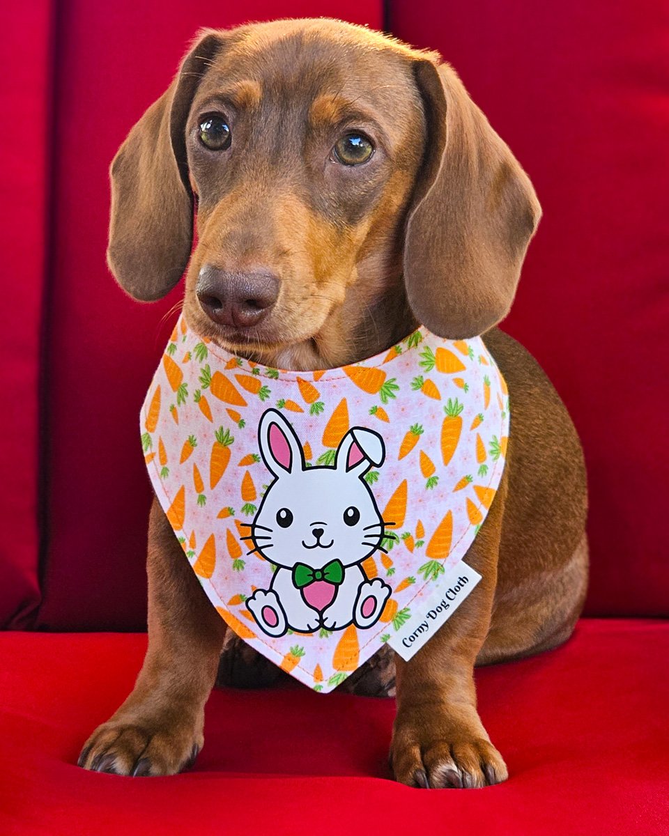 Red dachshund wearing a Corny Dog Cloth Easter bunny and carrot bandana on a red chair. Windy City Tailz outfit photo.
