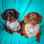 Dark chocolate and tan dachshund and red dachshund wearing Corny Dog Cloth bandanas on a teal backdrop. Windy City Tailz outfit photo.