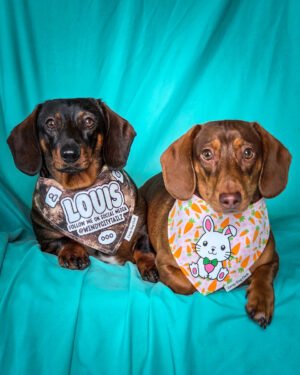Dark chocolate and tan dachshund and red dachshund wearing Corny Dog Cloth bandanas on a teal backdrop. Windy City Tailz outfit photo.