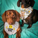 Red dachshund and dark chocolate dachshund wearing Corny Dog Cloth bee bandanas on a teal backdrop. Windy City Tailz outfit photo.