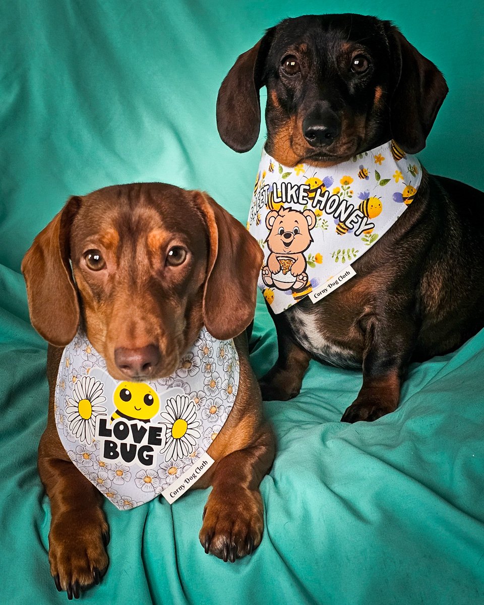 Red dachshund and dark chocolate dachshund wearing Corny Dog Cloth bee bandanas on a teal backdrop. Windy City Tailz outfit photo.