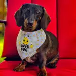 Dark chocolate and tan dachshund wearing a Corny Dog Cloth Love Bug daisy bandana on a red chair. Windy City Tailz outfit photo.