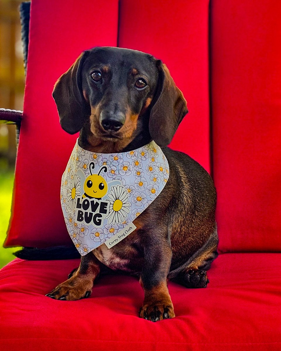 Dark chocolate and tan dachshund wearing a Corny Dog Cloth Love Bug daisy bandana on a red chair. Windy City Tailz outfit photo.