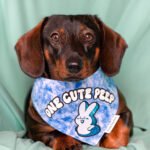 Dark chocolate and tan dachshund wearing a Corny Dog Cloth blue Easter Peep bandana on a teal backdrop. Windy City Tailz outfit photo.
