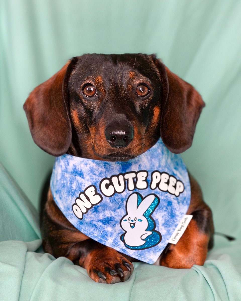 Dark chocolate and tan dachshund wearing a Corny Dog Cloth blue Easter Peep bandana on a teal backdrop. Windy City Tailz outfit photo.