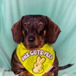 Dark chocolate and tan dachshund wearing a Corny Dog Cloth yellow Easter Peep bandana on a teal backdrop. Windy City Tailz outfit photo.