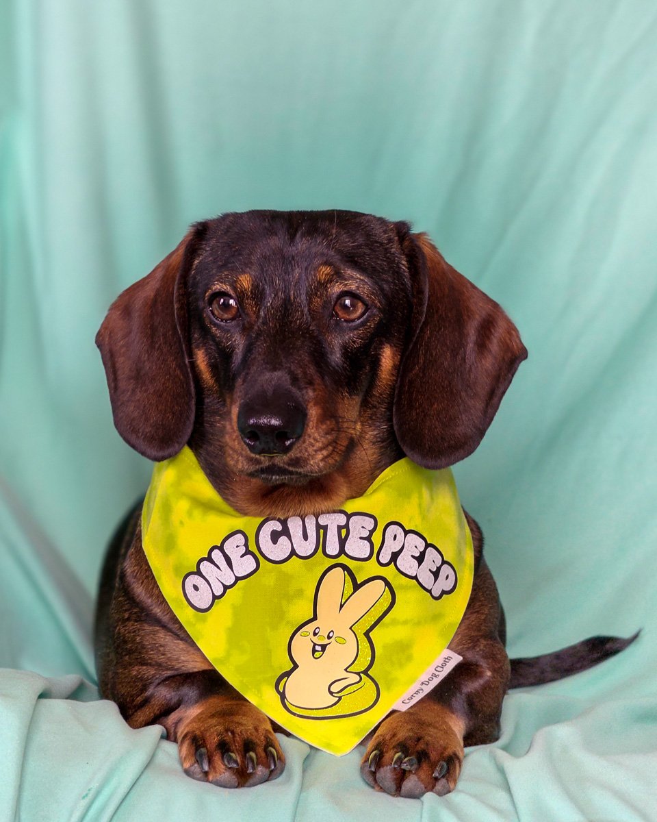 Dark chocolate and tan dachshund wearing a Corny Dog Cloth yellow Easter Peep bandana on a teal backdrop. Windy City Tailz outfit photo.