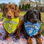 Red dachshund and dark chocolate dachshund wearing Corny Dog Cloth One Cute Peep Easter bandanas outdoors. Windy City Tailz outfit photo.