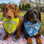 Red dachshund and dark chocolate dachshund wearing Corny Dog Cloth One Cute Peep Easter bandanas outdoors. Windy City Tailz outfit photo.