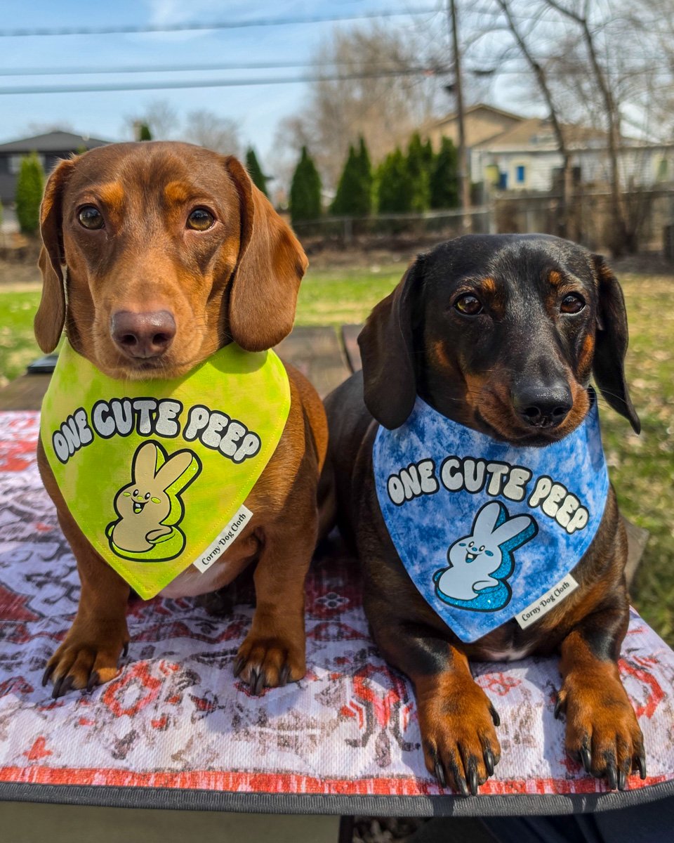 Red dachshund and dark chocolate dachshund wearing Corny Dog Cloth One Cute Peep Easter bandanas outdoors. Windy City Tailz outfit photo.