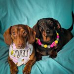 Red dachshund and dark chocolate dachshund wearing a Corny Dog Cloth bee bandana and Perfect Paws Co beaded collar on a teal backdrop. Windy City Tailz outfit photo.
