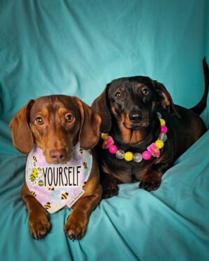 Red dachshund and dark chocolate dachshund wearing a Corny Dog Cloth bee bandana and Perfect Paws Co beaded collar on a teal backdrop. Windy City Tailz outfit photo.
