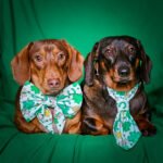 Two dachshunds sitting indoors on a green backdrop wearing a clovers and coins sailor bow and necktie, Windy City Tailz styled photo.