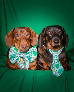 Two dachshunds sitting indoors on a green backdrop wearing a clovers and coins sailor bow and necktie, Windy City Tailz styled photo.