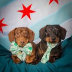 Two dachshunds sitting indoors on a green backdrop wearing a clovers and coins sailor bow and necktie, Windy City Tailz styled photo.