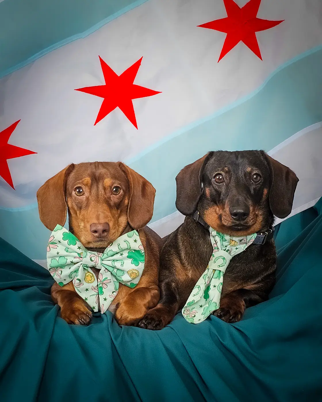 Two dachshunds sitting indoors on a green backdrop wearing a clovers and coins sailor bow and necktie, Windy City Tailz styled photo.