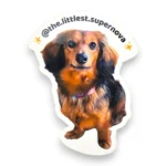 Long haired dachshund custom pet sticker with photo die-cut design. Windy City Tailz sticker photo.