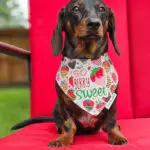 Dark chocolate and tan dachshund wearing a strawberry print bandana. Windy City Tailz outfit photo.
