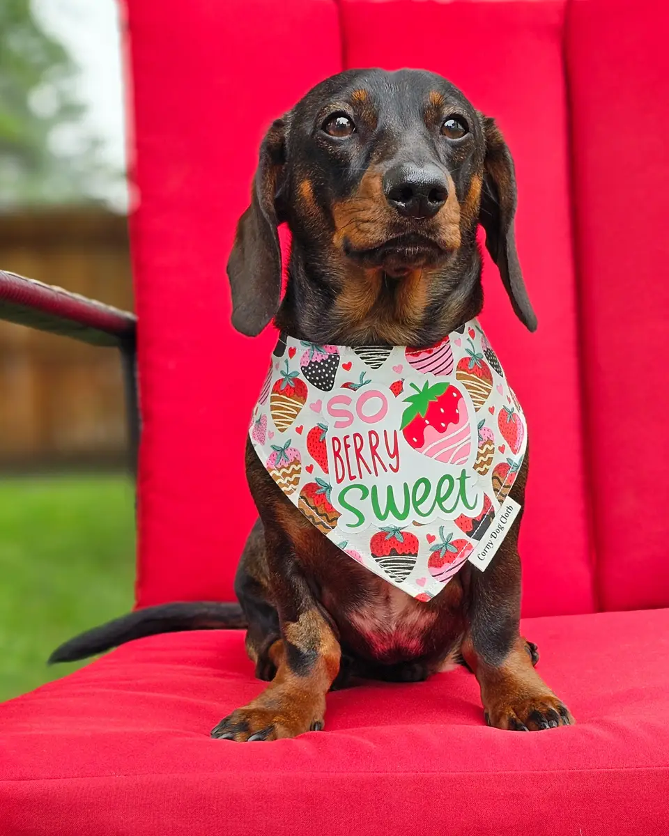 Dark chocolate and tan dachshund wearing a strawberry print bandana. Windy City Tailz outfit photo.