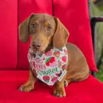 Red dachshund wearing a strawberry print bandana. Windy City Tailz outfit photo.
