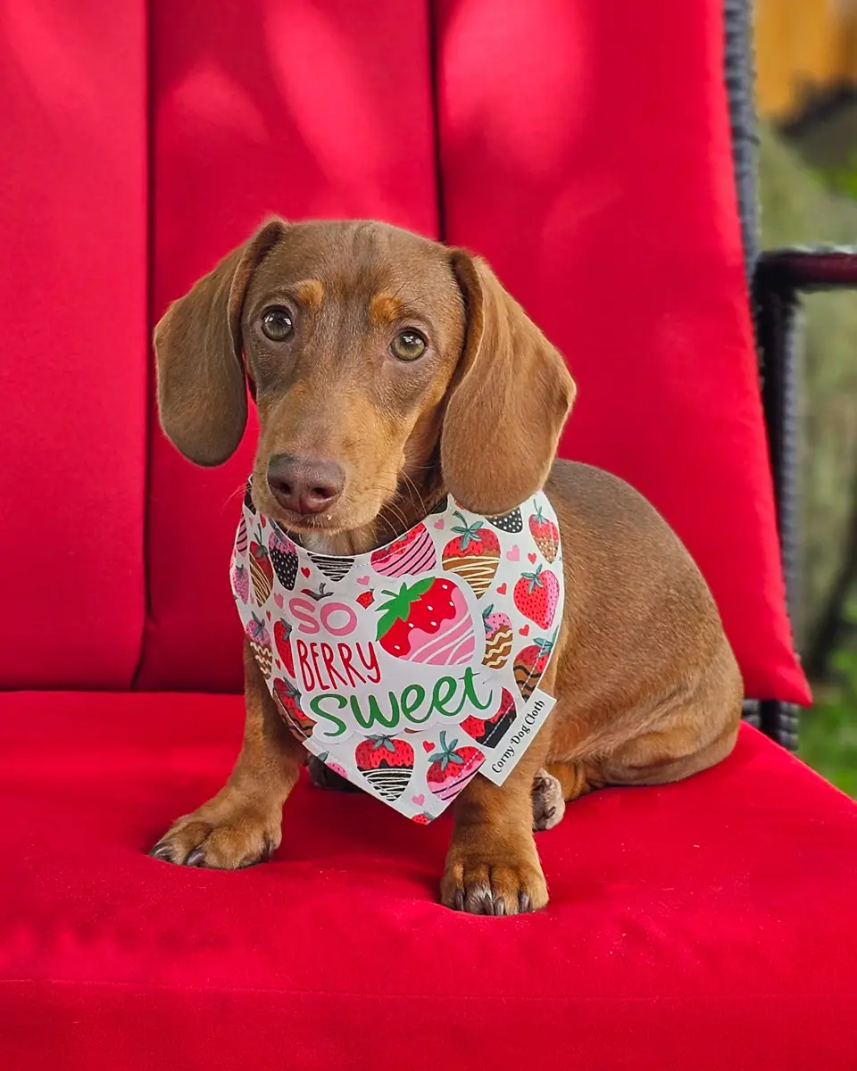 Red dachshund wearing a strawberry print bandana. Windy City Tailz outfit photo.