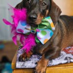 Dark chocolate and tan dachshund wearing a polka dot bow tie with a blue gem and pink feather accents by FFM Couture Bowtique. Windy City Tailz outfit photo.