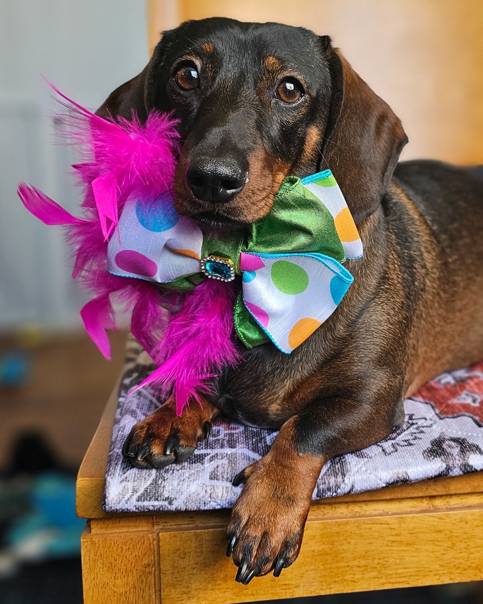 Dark chocolate and tan dachshund wearing a polka dot bow tie with a blue gem and pink feather accents by FFM Couture Bowtique. Windy City Tailz outfit photo.