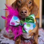 A red dachshund wearing a polka dot bow tie with a blue gem and pink feather accents by FFM Couture Bowtique. Windy City Tailz outfit photo.