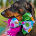 Dark chocolate and tan dachshund wearing a polka dot bow tie with a blue gem and pink feather accents by FFM Couture Bowtique. Windy City Tailz outfit photo.