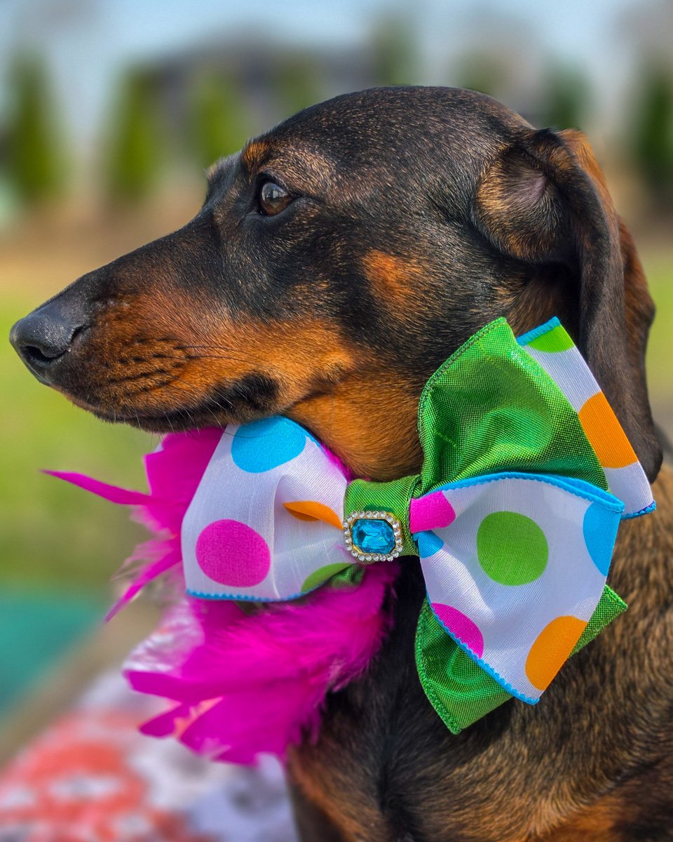 Dark chocolate and tan dachshund wearing a polka dot bow tie with a blue gem and pink feather accents by FFM Couture Bowtique. Windy City Tailz outfit photo.