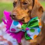 A red dachshund wearing a polka dot bow tie with a blue gem and pink feather accents by FFM Couture Bowtique. Windy City Tailz outfit photo.