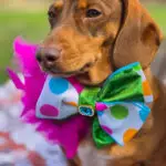 A red dachshund wearing a polka dot bow tie with a blue gem and pink feather accents by FFM Couture Bowtique. Windy City Tailz outfit photo.